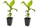 2 Musa Basjoo Banana Tree/ Hardy Banana Tree in 4 Inch Pots (2 Four Inch Pots with a Banana Starter Plant in Each Pot)