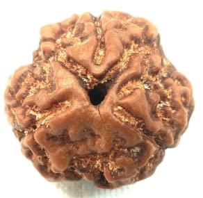 GenericTDV Gemstone 3 Mukhi Rudraksha Nepali Beads Genuine Colour Original Shaped Attractive Three Lines Pure Tri Mukhi Rudraksha Certified by Lab for Men and Women तीन मुखी रुद्राक्ष