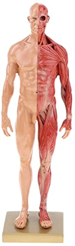 Image of BONEW 30CM Male and Female Resin Human Anatomical Anatomy Skull Head Body Model Muscle Bone Model Medical Lab Reference Model Red (Male&Female)