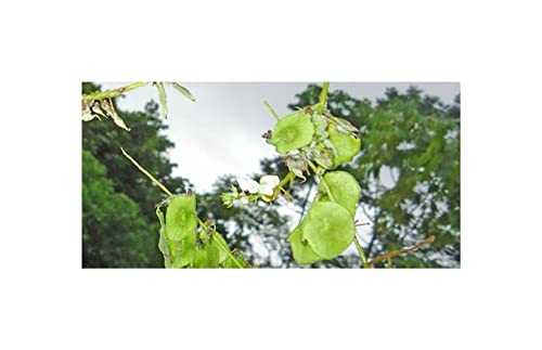 Informazioni importanti: attribuiamo grande importanza alla qualità e all'elevato tasso di germinazione dei nostri prodotti, motivo per cui evitiamo lunghi periodi di conservazione.