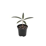 Queensland Bottle Tree (Brachychiton Rupestris), 2" Pot, Well Rooted, Easy Care, Beautiful Unique Foliage for Home, Office Décor & Gift