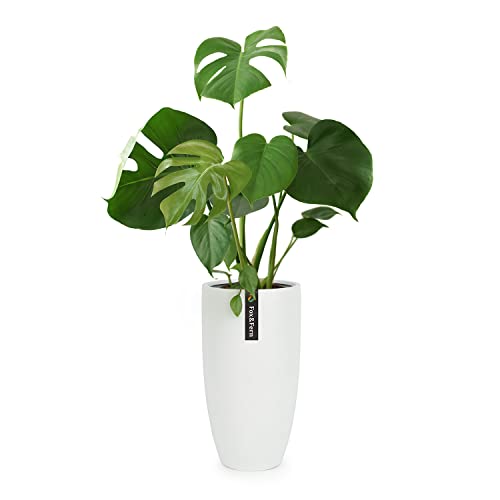 Fox&Fern Übertopf XL - extra grosser Blumentopf inkl. Wasserabfluss - Blumentopf hoch 70cm - Übertöpfe für Zimmerpflanzen - Pflanzentopf groß auch für Outdoor geeigent - Plant Pot - Blumentopf weiß Cover
