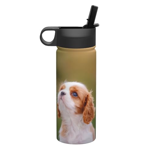 �L���o���A �X�p�j�G���� ���� �^��f�M �ۉ� �ۗ� �X�|�[�c�{�g�� �l�C �X�e�����X�{�g�� �X�|�[�c�����Ή� �R��Ȃ� ������530ml �j�̎q ���̎q ������� �v���[���g