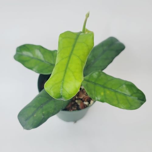 Hoya Globulosa (Rare Wax Plant) – Elongated Fuzzy-Veined Leaves, Fragrant Star Blooms – Pet-Friendly, Low Maintenance - Hoya Plants Live Houseplants - Air Purifying Plant - Ships from CA