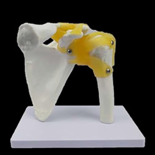 Image of Anatomical Joint Models Set, 6 Pieces Human Skeleton Display with Hand, Foot, Shoulder, Elbow, Hip, Knee, Medical Teaching Display (Shoulder Joint (Ligament))