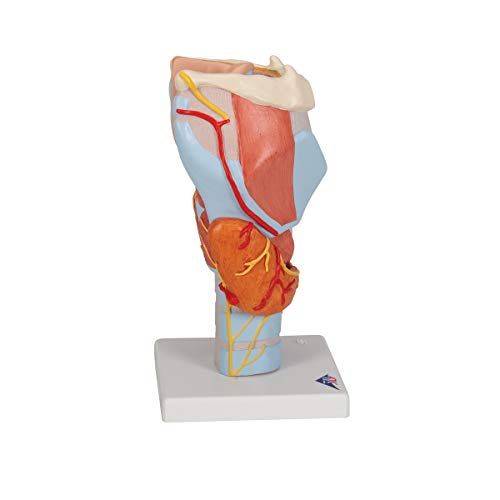 Image of 3B Scientific G21 Larynx 2x life size 7-part - 3B Smart Anatomy