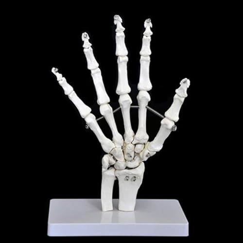 Image of Anatomical Joint Models Set, 6 Pieces Human Skeleton Display with Hand, Foot, Shoulder, Elbow, Hip, Knee, Medical Teaching Display (Hand Joint)