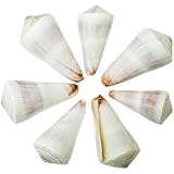 Marque Française Naturosphère - Mer et Coquillages C31 - Coquillages Conus kintoki polis - Lot de 2