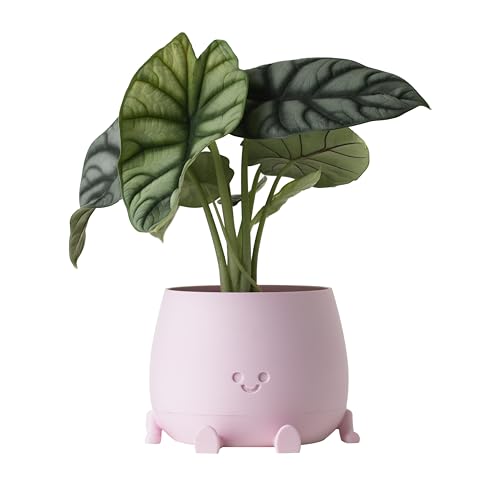 Image of TOPOLA Happy Face Planter, 5.2 Inches Plastic Plant Pot, Self Watering Plant Pot with Drainage Holes for Indoor Outdoor, Succulent Pot, Funny Flower Pot, Sakura