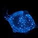 The Living Bioluminescent Bio-Turtle - A Glass Turtle microaquarium Filled with bioluminescent Glowing Plankton
