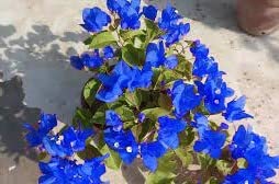 Uniquetree Bougainvillea Live Plant (Kagoj Ful Japanes Vairety Healthy Rare Plant With Pot) Blue Color (B0C1V8GFNY) Amazon Price History, Amazon Price Tracker