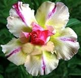 DESERT ROSE ADENIUM OBESUM natural Bonsai 'mobile' 5 seeds