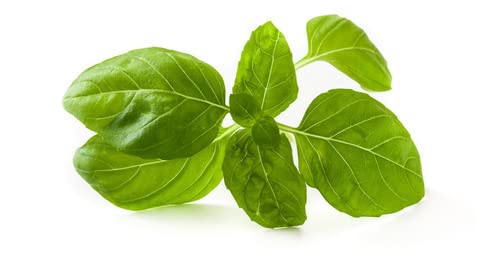 Semillas de Planta de Albahaca Genovesa de Hoja Grande Ideal para Pesto y Recetas Italianas