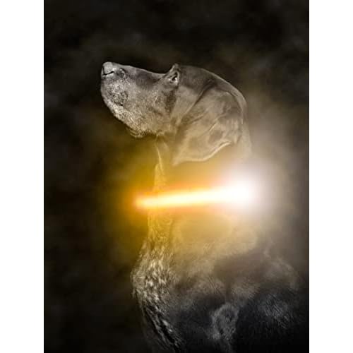 Mighty Paw LED Dog Collar - USB Rechargeable LED - High Visibility Glow Pet Strips - Weather Resistant - 3 Bright Light Modes for Nighttime Dog Safety - Collar USB (S, Orange) Small Orange