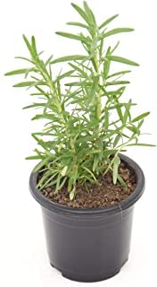 Guruji Plantation Rosemary Herb Plant Indoor Plant For Home and Garden with Pot (Pack of 1) (Blue)