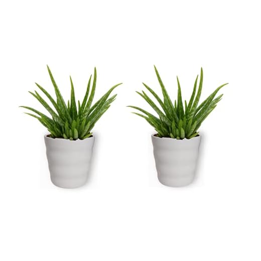 Aloë Vera Clumb äkta aloe vera växt – inomhusväxt i vit blomkruka – höjd +/- 25 cm inklusive kruka – 12 cm diameter (kruka) – enkel skötsel luftrening – 2 stycken