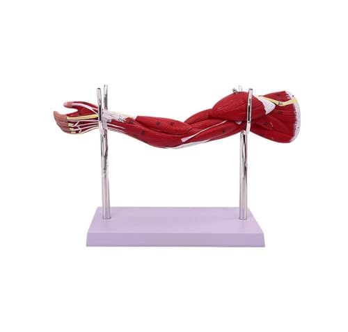 Modèle anatomique musculaire du membre supérieur humain bras détachable 5 parties