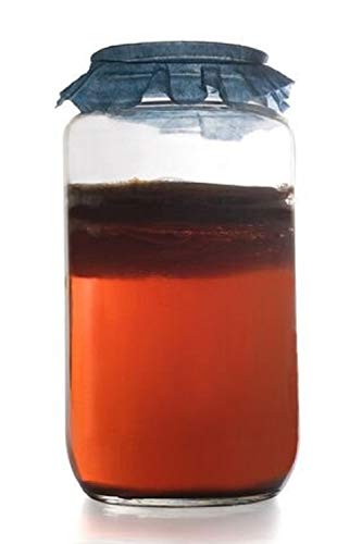 Kombucha SCOBY Starter Culture | Cultures for Health | Make Homemade Probiotic Kombucha - Thumbnail 6