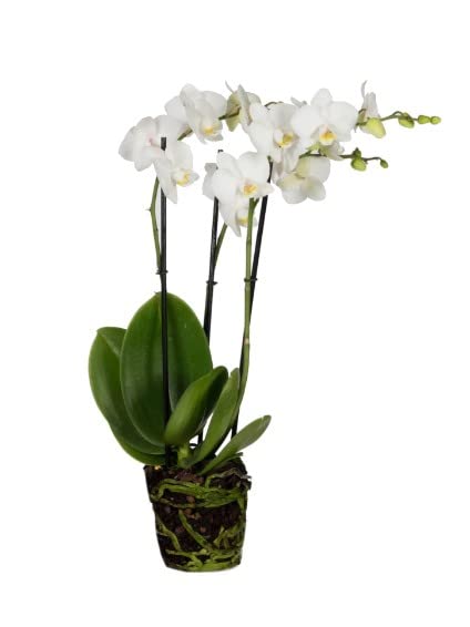 Orquídea Phalaenopsis Snow | DECOALIVE | Orquídea Mariposa | Planta de Interior | Planta Natural