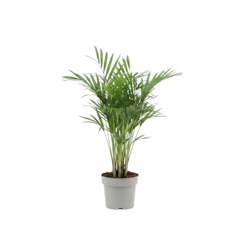 DECOALIVE Palmera de Interior Dypsis Lutescens 10 cm de Diámetro Altura 35 cm Planta de Interior Natural