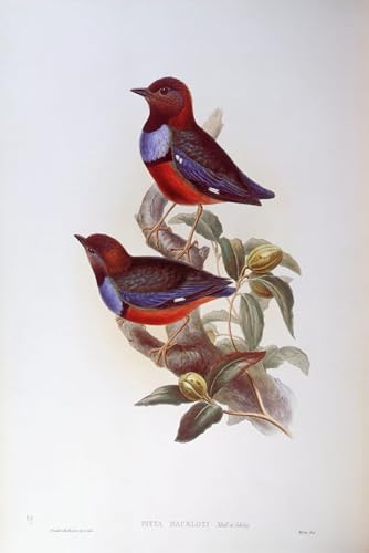 Poster oiseau de John Gould pour créer une déco de salon nature