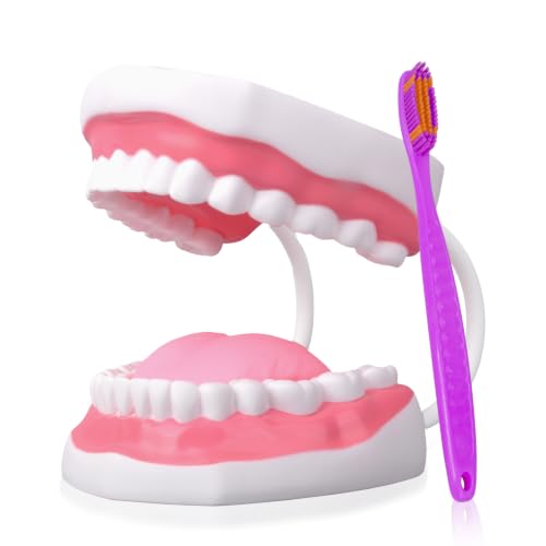 Ultrassist Mouth Model White Hinge for Speech Therapy, Teaching Brushing