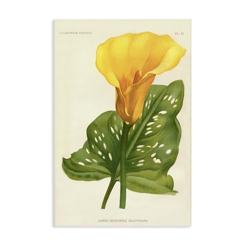 Décoration murale florale de lys cana jaune Stupell Industries pour salon 50x76 cm