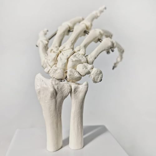 Squelette de main pliable AMITD taille réelle avec radius et ulna numéroté pour anatomie
