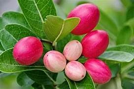 Image of Live Carissa Carandas Karonda Vinegar Plant with Pot a€ inch Fruit-Bearing Medicinal Shrub for Home Garden, Balcony, Outdoor Landscaping a€ inch Hardy, Edible Berry Plant - Pack of 1