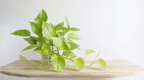 Image of Bigreen Plante Boys Live Money Plant Golden with Pot
