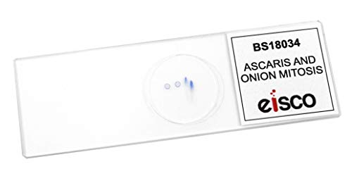 Image of EISCO Ascaris & Onion Mitosis, Prepared Microscope Slide - 75 x 25mm - Plant & Animal Mitosis, Introductory Microscopy