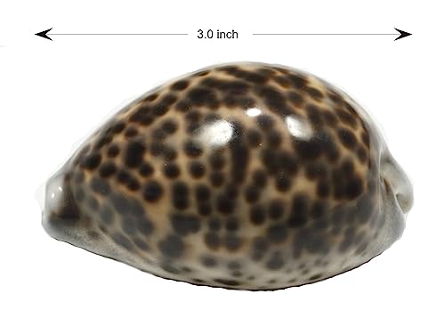 ASHIRWAD Tiger Kaudi Kaudi Kauri Muscheln Schlangenkopf Cypraea Durga Laxmi Kauri Kawadi, Kawdi nautische Stranddekoration (7,6–8,9 cm)