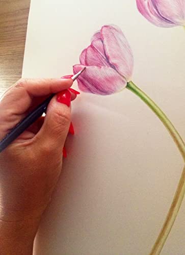 Image of Brustro Drawing Papers A3, Pack of 20 + 4 Free Sheets & Brustro Artists Watercolour Paper, 300 GSM, Cold Pressed, 5+1 Sheet