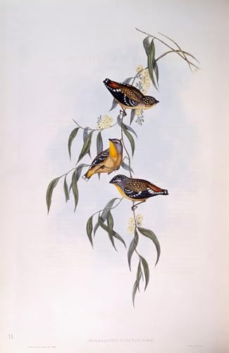 Tableau peinture sur toile oiseau spotted pardalote par john gould 60x90cm