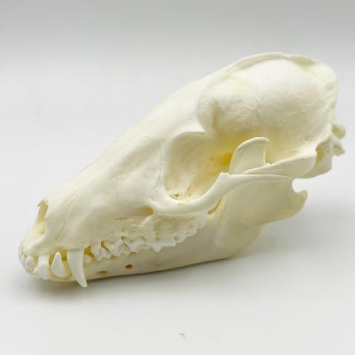 Image of Taxidermy Real Animals Skull Decor - Model Animals Bones Specimen,Taxidermy Supplies for Science Education,Collection (Raccoon)