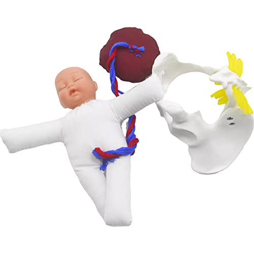 F Fityle Figura Anatómica de Pelvis Femenina con Bebé en Placenta