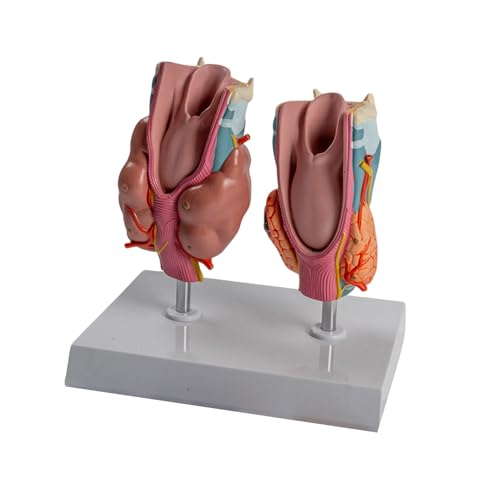 Modelo de anatomía de tiroides de alta fidelidad con piezas desmontables para informe