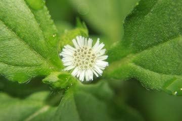 Bhringraj Live Plant Eclipta Prostrata Alba False Daisy Plant With Pot (Bhringraj Plant, White) (B0CL7VH4QX) Amazon Price History, Amazon Price Tracker