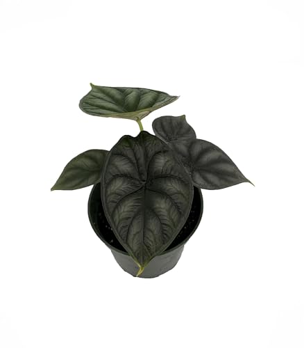 Dragon Scale African Mask Plant - Alocasia - Houseplant - 4' Pot
