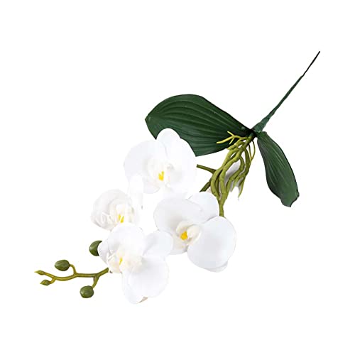 Yavoluy Ӓ  5{Zbg {Ӓ  ͂Ȃ VNt[ ԑ CeA  ̓  a o[Xf[ j v[g Mtg 蕨 JXj p Be  Lb` ItBX 