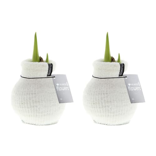 Bloomique - 2er Set - Cozy Weiß - Amaryllis in Wachs - No Water Flowers - Blumenzwiebel in Wachs - Weihnachtsgeschenke und Deko - 15cm hoch bei Lieferung - Wächst zu 40-60 cm Bloomique - 2er Set - Cozy Weiß - Amaryllis in Wachs - No Water Flowers - Blumenzwiebel in Wachs - Weihnachtsgeschenke und Deko - 15cm hoch bei Lieferung - Wächst zu 40-60 cm