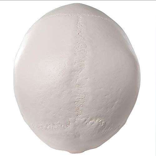 Model czaszki człowieka, model anatomiczny głowy, anatomiczna głowa, materiały dydaktyczne do nauki anatomii, 21 * 8 * 1