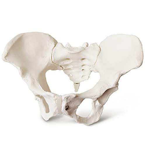 Image of 2025 New Female Pelvis Model,Life Size Female Pelvic Skeleton Model, Anatomy Medical Model for Science Education, Study of the Anatomical Features