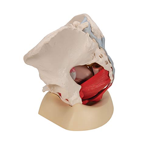 Image of 3B Scientific H20 /4 Female Pelvis w / Ligaments 6 Part - 3B Smart Anatomy