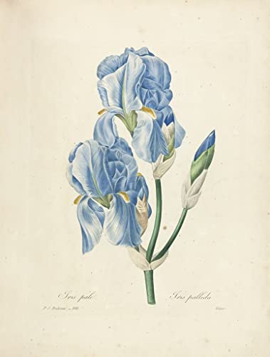 Tableau vintage Iris Pallida Redouté pour habiller un couloir vide avec une grande toile 60x90