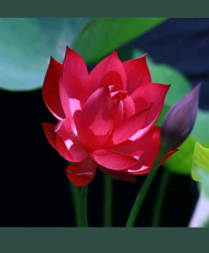 See full amazon price history chart for Florona Bali Red Lotus Rare Nelumbo Plant Seeds Aquatic plants Water Lilly 15 seeds Florona Bali Red Lotus Rare Nelumbo Plant Seeds Aquatic plants Water Lilly 15 seeds (B07RXVCT5M) Amazon Price History, Amazon Price Tracker