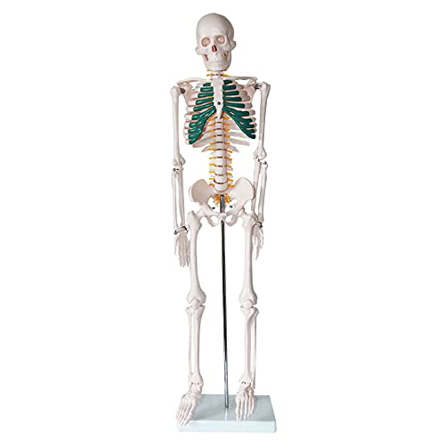 Esqueleto humano de 85 cm con soporte metálico y extremidades extraíbles 3