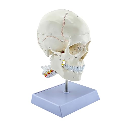 Modèle de crâne en PVC et vertèbres cervicales anatomique