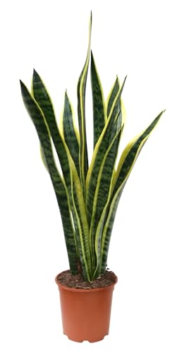 I GIARDINI DI GIULIA - Sansevieria Laurentii pianta vera Lingua di Suocera Vaso 18, h 65 cm., pianta che purifica l'aria