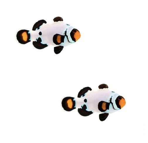 2-Pack Orange Frostbite Clownfish